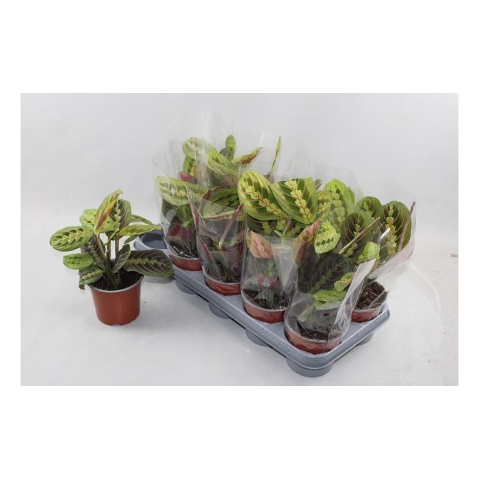 <h4>MARANTA FASCINATOR</h4>