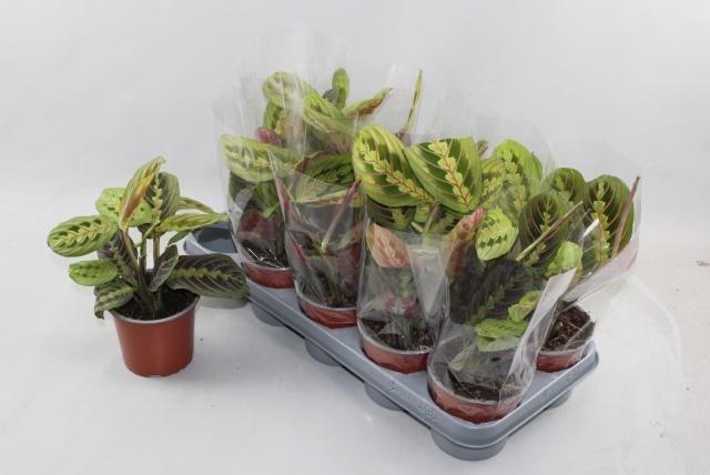 <h4>MARANTA FASCINATOR</h4>