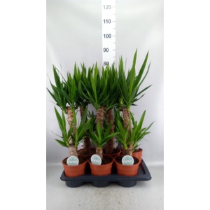 Yucca   ...