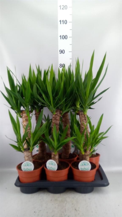 <h4>Yucca   ...</h4>