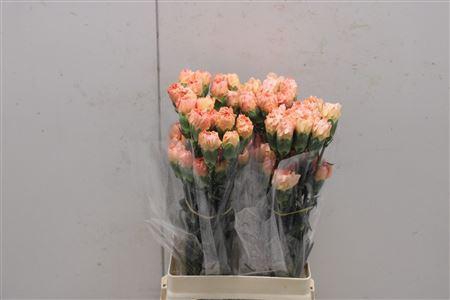 <h4>Di St Goldy</h4>