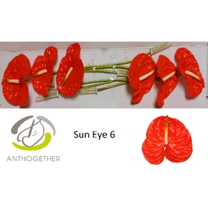 Anthurium Sun Eye