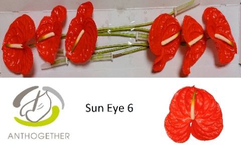 <h4>Anthurium Sun Eye</h4>