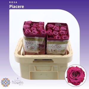 Rosa gr Piacere