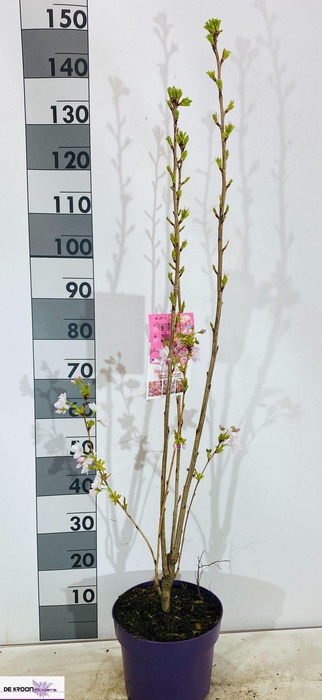 <h4>PRUN SE AMANOGAWA</h4>