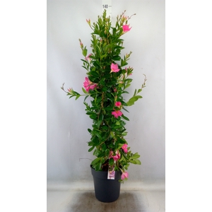 Mandevilla sand. 'SumStar Pink Mag'