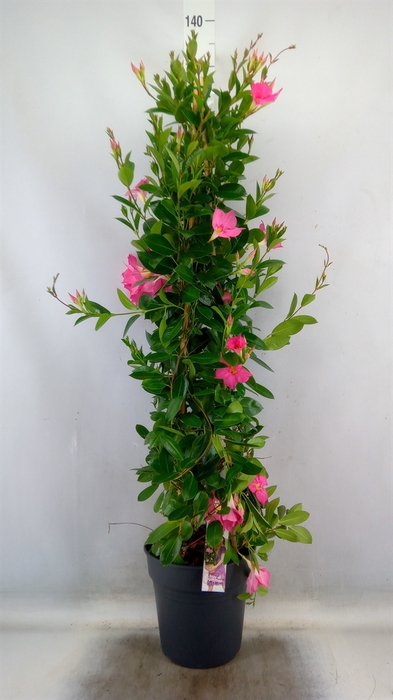 <h4>Mandevilla sand. 'SumStar Pink Mag'</h4>