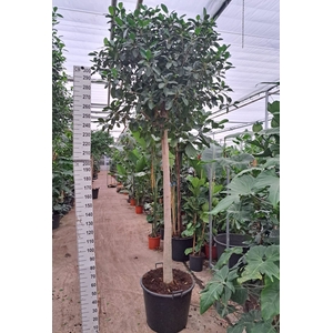 Ficus Australis