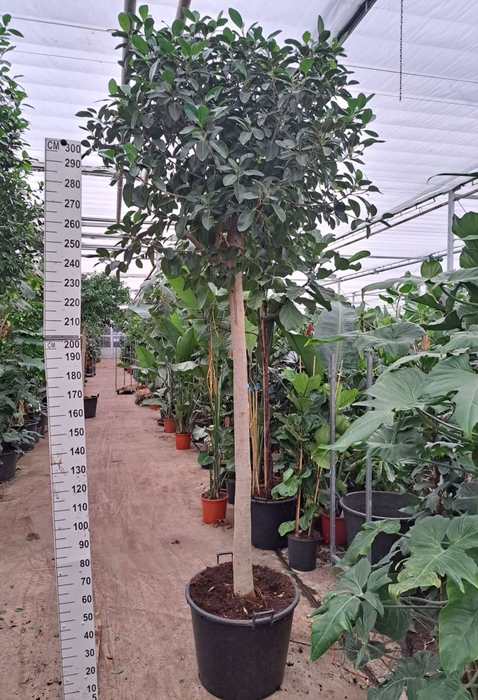 <h4>Ficus Australis</h4>