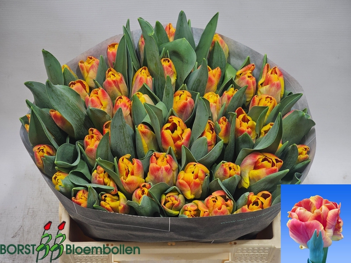 <h4>TU PA UNDERCOVER</h4>