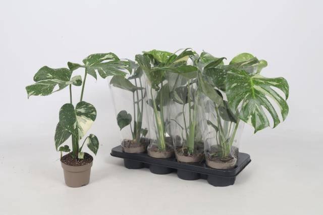 <h4>MONSTERA DELICIOSA</h4>