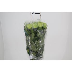 ANASTASIA DARK GREEN 080 CM VERDE