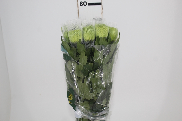 <h4>ANASTASIA DARK GREEN 080 CM VERDE</h4>