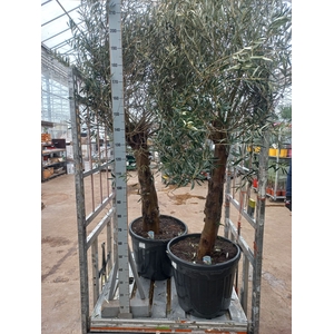 OLEA EUROPAEA