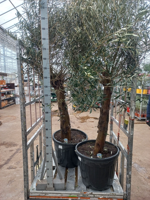 <h4>OLEA EUROPAEA</h4>