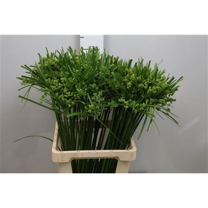 Cyperus Glaber