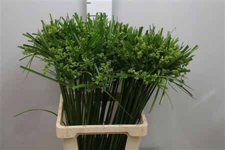<h4>Cyperus Glaber</h4>