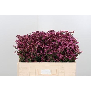 LIMONIUM SIN SENSY PINK BEAUTY 12GR