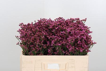 <h4>LIMONIUM SIN SENSY PINK BEAUTY 12GR</h4>