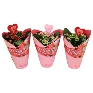 KAL GE PERFECTA ROSA