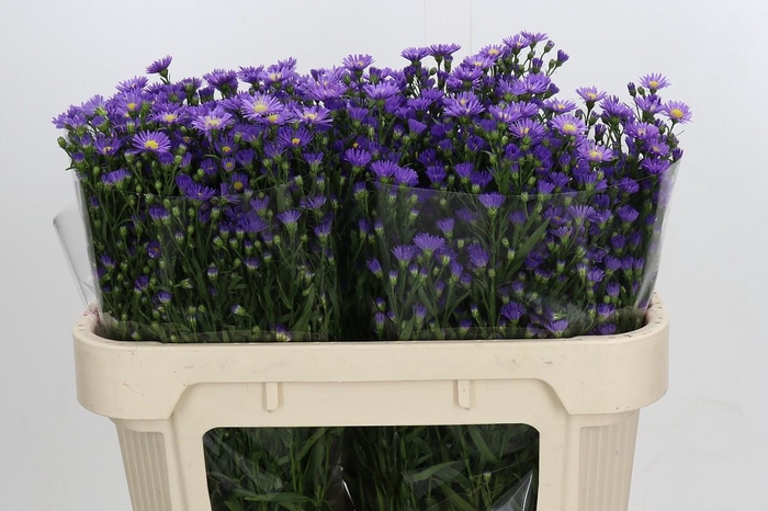 <h4>Aster Casamare</h4>