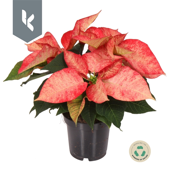 <h4>Poinsettia Ice Crystal</h4>