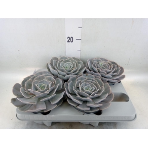 Echeveria  'Pollux'