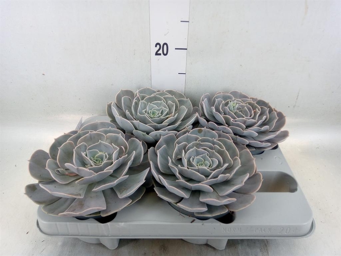 <h4>Echeveria 'Pollux'</h4>