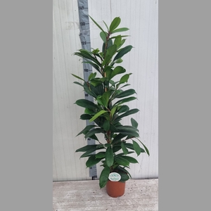 FICUS CYATHISTIPULA