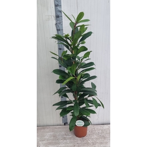 FICUS CYATHISTIPULA