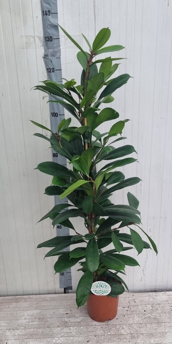 <h4>FICUS CYATHISTIPULA</h4>