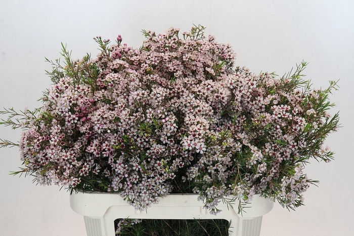 <h4>Chame un Dori</h4>