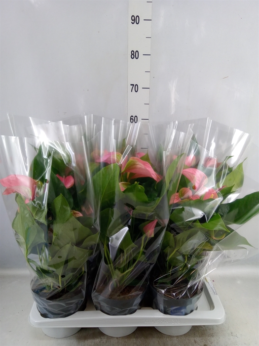 <h4>Anthurium andr. 'Joli'</h4>