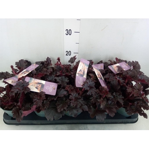 Heuchera   ...