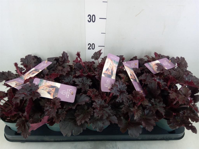 <h4>Heuchera ...</h4>