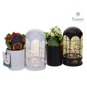 LED Lichtbal Vogels glazen planter met Kalanchoe