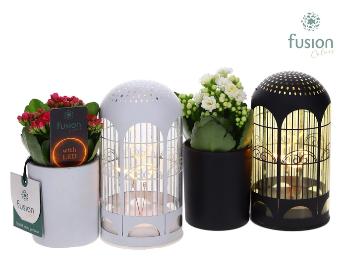 <h4>LED Lichtbal Vogels glazen planter met Kalanchoe</h4>