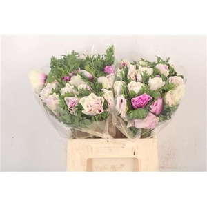 Anem Mistral Malva Super