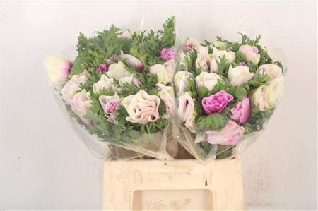 <h4>Anem Mistral Malva Super</h4>