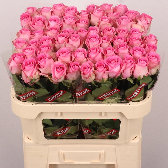 <h4>ROSA GR 'REVIVAL'</h4>