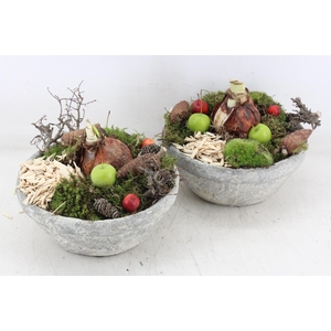 arr4 Amaryllis MB - Cement schaal x4