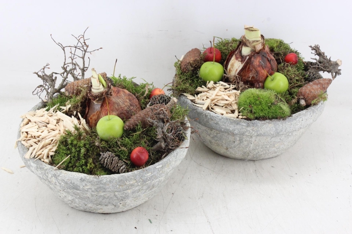 <h4>arr4 Amaryllis MB - Cement schaal x4</h4>