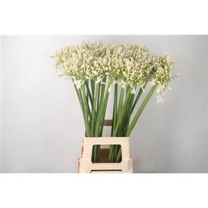 Agapanthus White Praecox Meoni