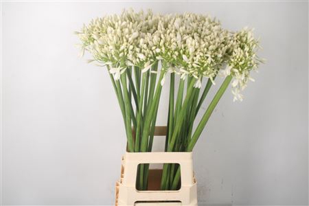 <h4>Agapanthus White Praecox Meoni</h4>