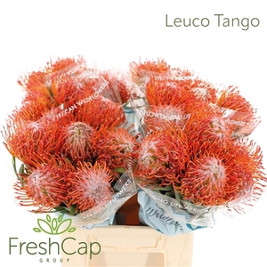 Leuco Co Tango