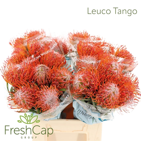 <h4>Leuco Co Tango</h4>