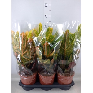 Codiaeum var. GR 'Excellent'