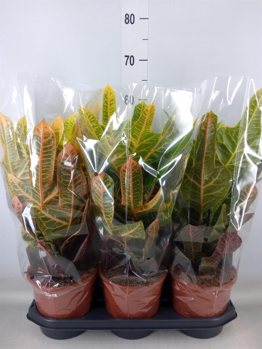 <h4>Codiaeum var. GR 'Excellent'</h4>