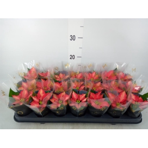 Euphorbia pulc. 'Premium Ice Cryst'