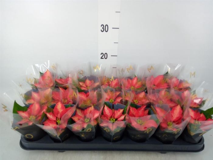 <h4>Euphorbia pulc. 'Premium Ice Cryst'</h4>